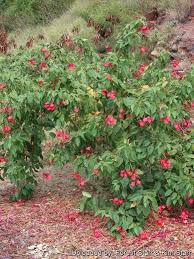 Image result for Jatropha