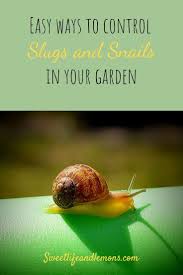 Yet, just like with how to get rid of ants, there's no need to find out how to kill them with. How To Get Rid Of Slugs In Your Garden The Natural Way Sweet Life And Lemons