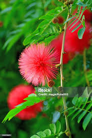 Image result for Calliandra haematocephala