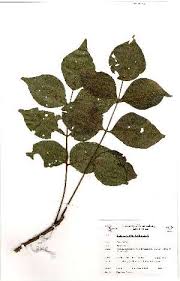 Image result for Lannea antiscorbutica