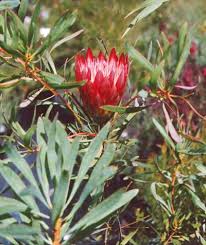 Image result for Protea rupestris