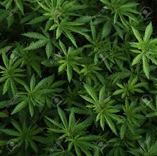Sign up today and get notified when a new weed. Background Of Young Shoots Of Marijuana Growing Organic Hemp Stock Photo Picture And Royalty Free Image Image 125121886