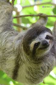 Costa Rica S Best Animal Encounters Animals Costa Rica Animals Sloth