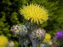 Image result for Cineraria