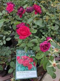 Wilt pruf organic liquid concentrate plant protector 1 pint (us) 1 review. Austin Roses At Lowe S