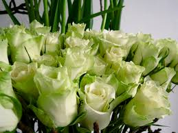 Two beautiful bouquets of mixed flowers in womans hands. Pictures Bouquet Roses White Flower Closeup