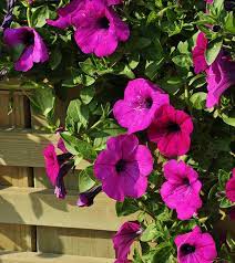The moon flower blooms only at night. Top 15 Most Beautiful Morning Glory Flowers