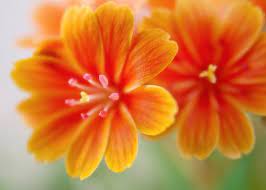 I have put together a gallery of stunning shots of yellow flowers. 80 000 Best Orange Flowers Photos 100 Free Download Pexels Stock Photos