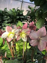 In the hottest parts of the country, give them some morning sun and afternoon shade so they don't fry. All About Hellebore The Lenten Rose The Good Earth Garden Center