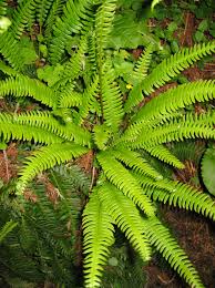 Central point, ashland, white city, jacksonville browse the judy's central point florist and gifts website and order online, visit our flower shop serving medford, central point and the surrounding. List Of Native Oregon Plants Wikipedia