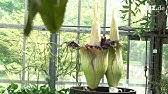 The talipot palm, corypha umbraculifera, has a larger inflorescence, but it is branched rather than unbranched. Titanenwurz Bluht Youtube