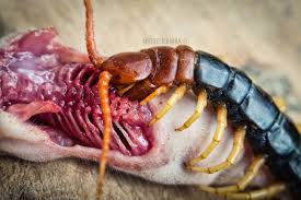 Centipedes in general are carnivorous, though this term usually refers to a diet of smaller bugs or scavenged remains. I Fed A Feeder Rat Pup To A Centipede Album On Imgur