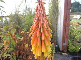 Image result for Kniphofia thomsonii