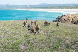 Top rated hostels in coffs harbour. Gruppe Von Kanguru Am Coffs Harbour Nsw Australien Lizenzfreie Fotos Bilder Und Stock Fotografie Image 79552216