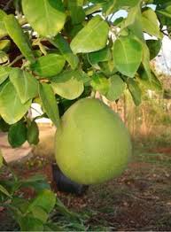 Java plum tree or jamun tree the java plum is an evergreen tropical tree which typically originated in india and is also grown in. Tropical Fruit Bearing Trees