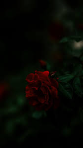 We did not find results for: Black And Red Flower Wallpapers Top Free Black And Red Flower Backgrounds Wallpaperaccess