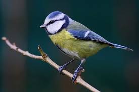 Mesange Bleue Mesange Bleue Mesanges Bleues Mesange