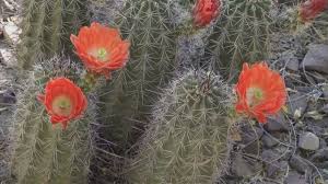 It looks like you are asking about the saguaro cactus. Cactus Seeds Smuggled From Mexico May Cause Cactus Extinction Cgtn America