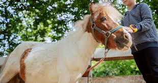 Check spelling or type a new query. Horse Trailer Insurance Towergate
