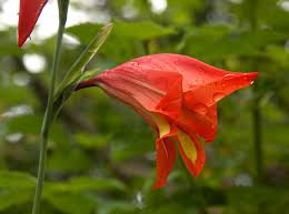 Image result for Gladiolus decoratus