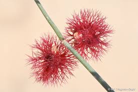 Image result for Afrobrunnichia