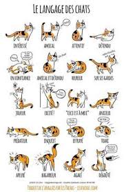 Le Langage Du Chat Abyssins D Abystyle Langage Chat Chat Abyssin Comportement Chat