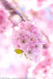 Powder Pink Puffs Of Cherry Blossom Sakura Cherry Blossom Cherry Blossom Blossom Trees