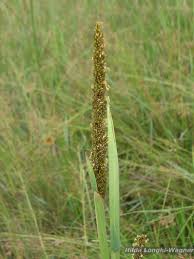 Image result for Eragrostis paniciformis
