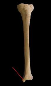 Long Major Bones Tibia General View Medial Condyle Lateral Condyle Tibial Tuberosity Medial Malleolus Anatomia