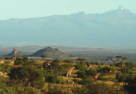 Image result for Harpachne schimperi