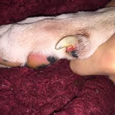 In some dogs, they are tightly attached, in other dogs they only seem loosely attached to the leg. Her Front Right Thumb Claw Has A Fleshy Protrusion And The Claw Seems To Be Empty And She Is Licking It All The Time Petcoach