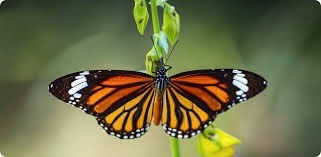 Image result for Coleochloa