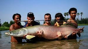 Umpan racikan ikan gurame susah makan. Jangan Lepas Ikan Arapaima Ke Sungai Sungai Di Indonesia Tirto Id