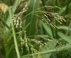 Image result for Panicum schinzii