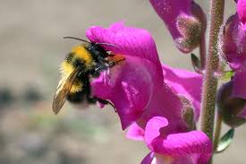 Its flowers are an important source of honey and its fruits are important to many birds and mammals. How Snapdragons Beckon Bees With More Than One Color The New York Times