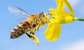 Create an edible garden, plant berries. Protecting Bees In Germany Promoting Species Protection