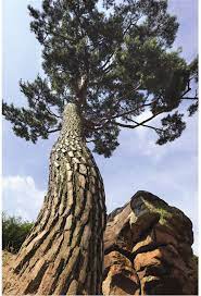 大いなる岩の顔の隣の松 wolmyeongdong キリスト教福音宣教会 木のアート キリスト教 自然