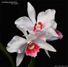 Orchidtalk Orchid Forums Grow Orchids Orchid Flower Cattleya Orchid Rare Flowers