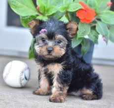 Adorable Yorkshireterrier Yorkshire Terrier Puppies Very Cute Dogs Losing A Dog
