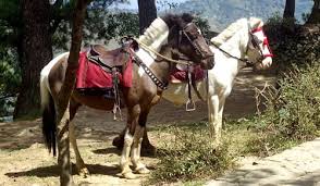 Baguio Light Horse Horses Rare Horse Breeds Rare Horses