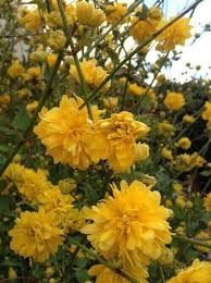 Descubra E Compartilhe As Mais Belas Imagens De Todo O Mundo Yellow Aesthetic Hufflepuff Aesthetic Yellow Flowers