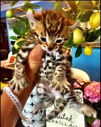 Tresor siamese & balinese cats is located in northern california, in a city called citrus heights. Savannah Lynx Chausie Hybrid Kittens Female Savannah Cat For Sale In California United States Profile Id 274