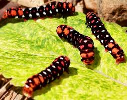 Black And Red Caterpillar Michigan Insect Identification