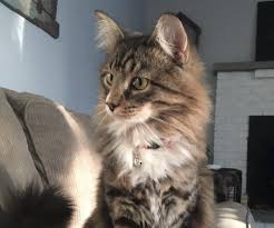 You can put down a deposit. Top 10 Cat Collars For Maine Coons Mainecoon Org