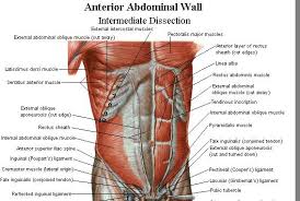 Volume rendering of abdominal muscles.jpg 771 × 943; Muscleopedia Muscular Anatomy