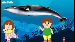 Namun, pada mata dan perutnya berwarna putih. Ayo Temukan Jenis Ikan Paus Puri Animation Youtube