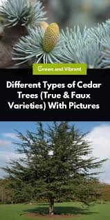 The orange growths are nothing new, according to sharon yiesla, plant knowledge specialist at the morton arboretum in lisle. Cedar Trees Buying Growing Guide Trees Com