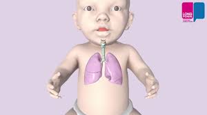 We did not find results for: Rs Virus Wat Gebeurt Er In Je Longen Youtube