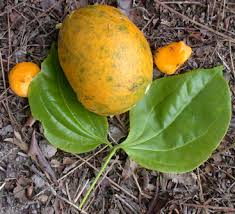 Image result for Strychnos