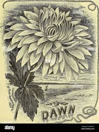 Manual of everything for the garden : 1894. endid, white, fine fluffy  flower. Eda Prass. Light salmon ; very pretty. Edwin Molyneux. Rich  mahogany crimson; reverse of petalsgolden ; broad petals,